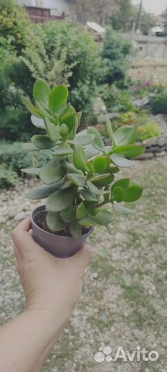 Крассула Денежное дерево толстянка