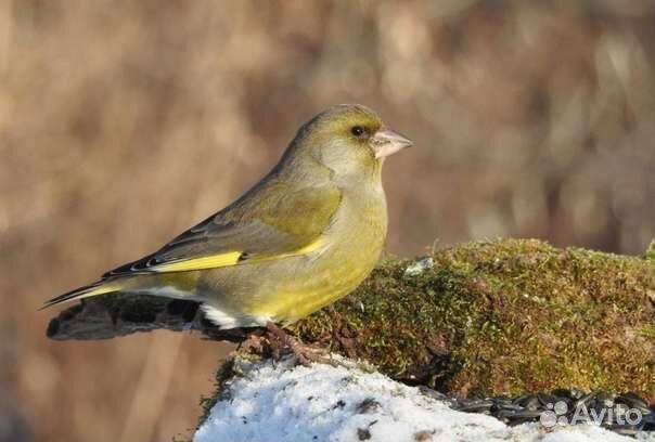 Все виды певчих птиц