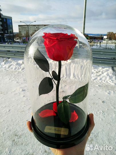 Розы в колбе в наличии в Челнах