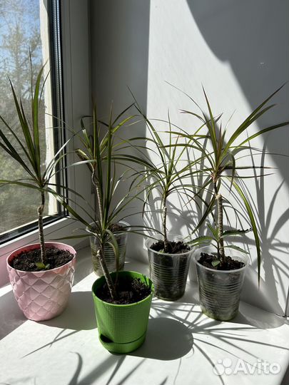 Пальма Драцена