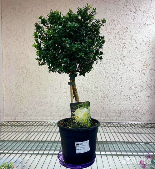 Миртовое дерево