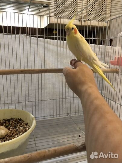 Попугай корелла ручной