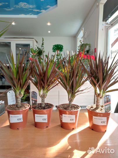 Драцена маргината с Доставкой пальма