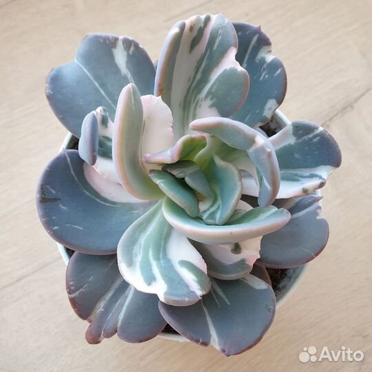 Эхеверии, суккуленты