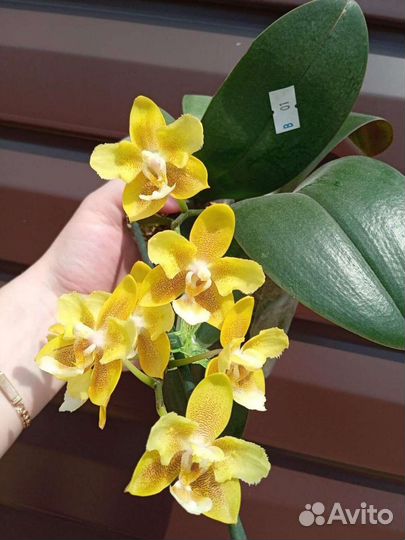 Орхидея, бабочка, миксы соня, ассортимент Алюра