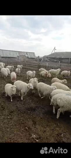 Ягнята баранчики