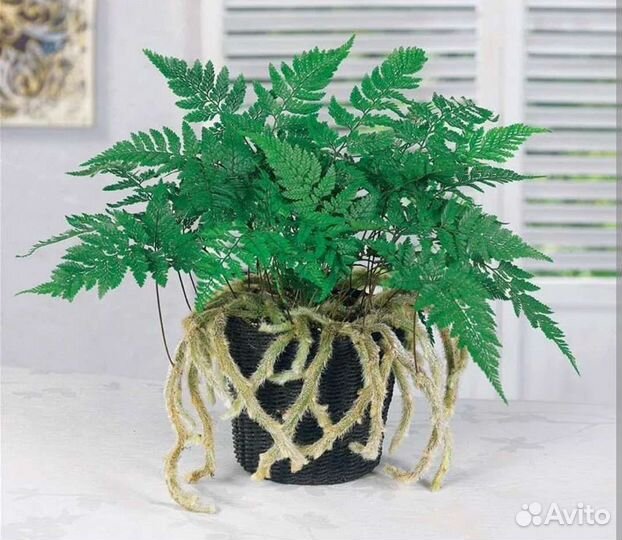 Папоротник Давалия заячьи лапки