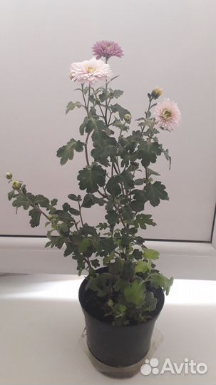 Хризантема в горшке