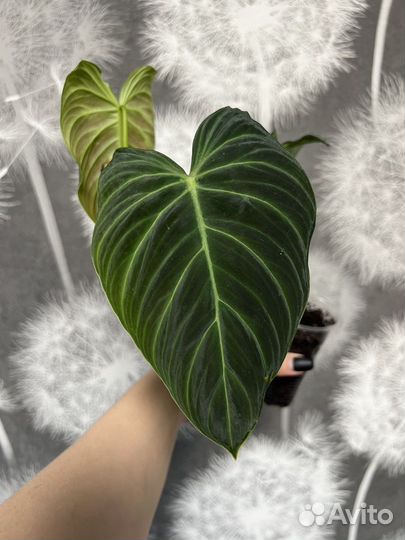 Филодендрон