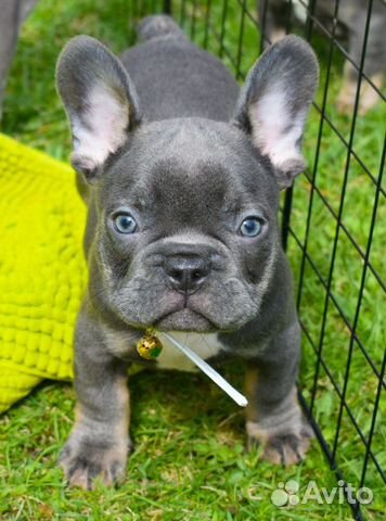 Французский бульд�ог, щенки голубого и лилового окр объявление продам