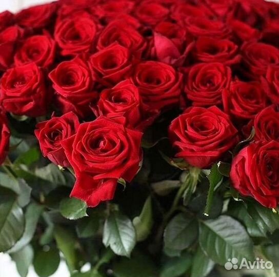 Высокие Розы с Доставкой