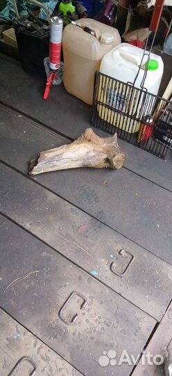 Кость мамонта