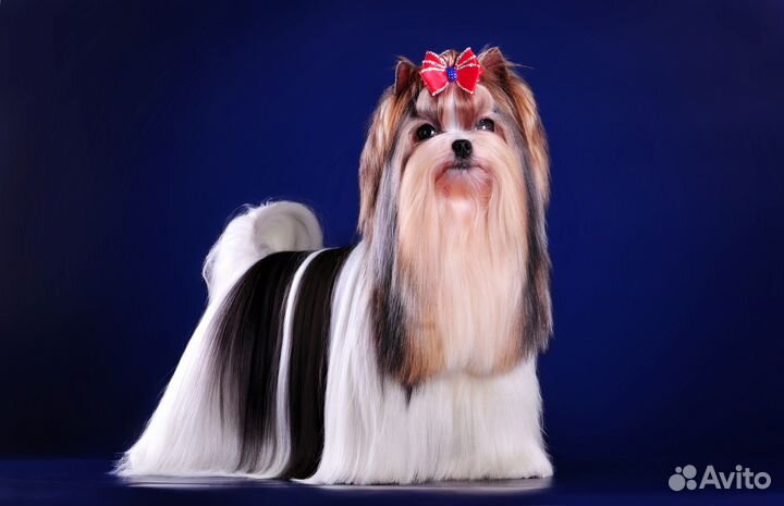 Вязка-кобель Мини бивер, Щенки питомник РКФ