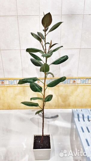 Фикус каучуконосный