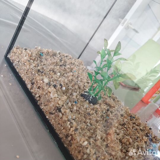 Рыбка Сиамский петушок с аквариумом