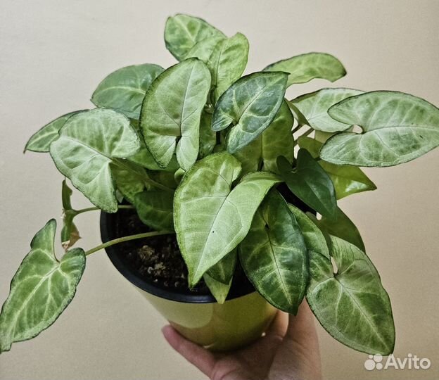 Сингониум. Хойя