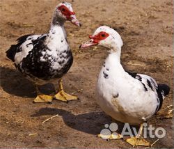 Мускусные утки