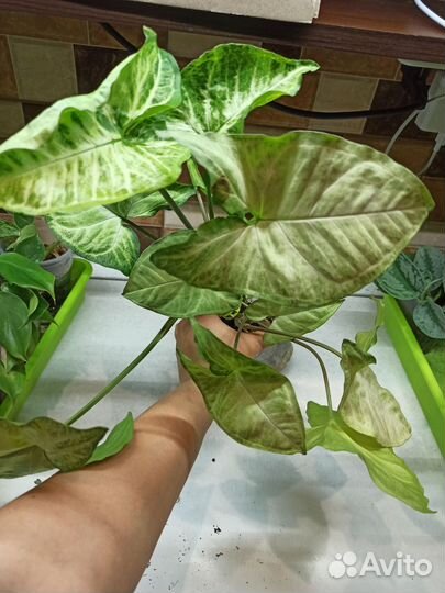 Сингониум белая бабочка