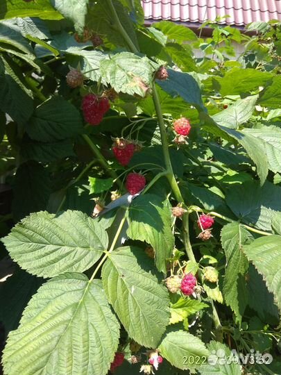 Малина крупная, урожайная, ремонтантая