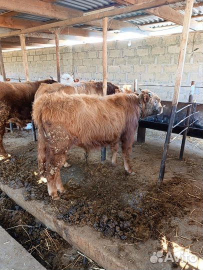 Коровы И телята