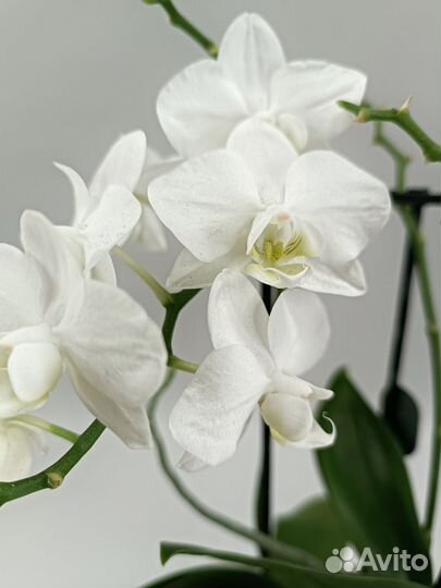 Орхидея Фаленопсис Shiroi