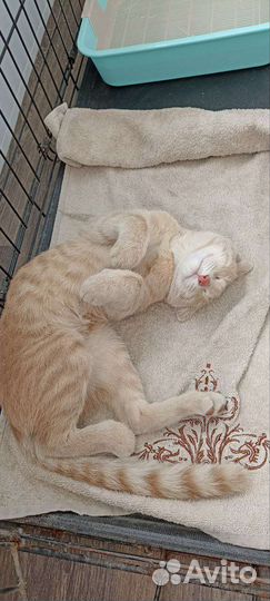 Породистый котёнок мальчик