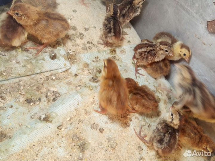 Инкубационное яйцо перепелов Виргинских,Селадонов