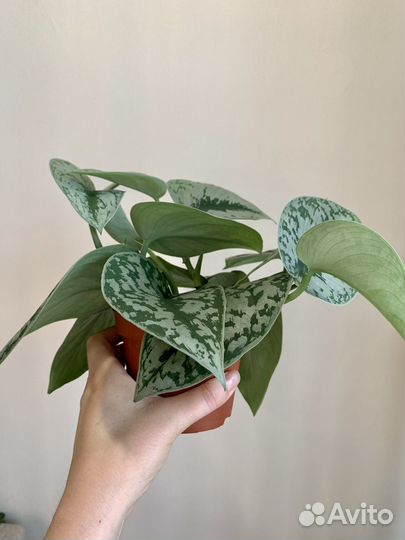 Сциндапсус пиктус Треби