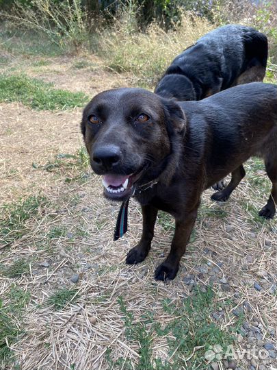 Собаки в добрые руки