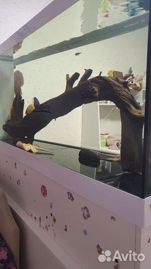 Коряга мангровая