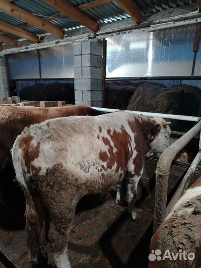 Бычки на откорм или на мясо