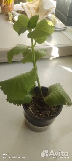 Плектрантус комнатная мята