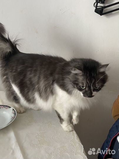 Филя ищет дом