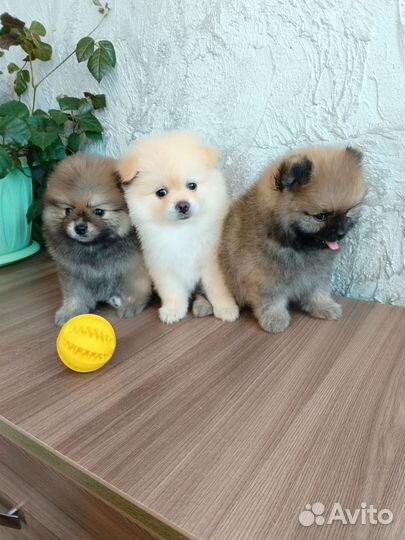 Малышарики