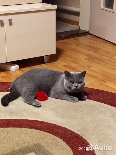 Британский кот для вязки