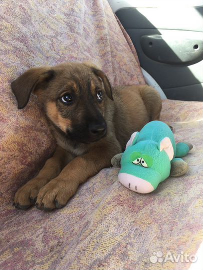Щенок мальчик
