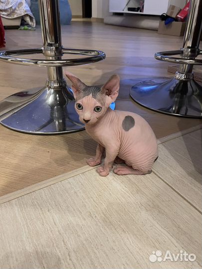 Канадский сфинкс котенок