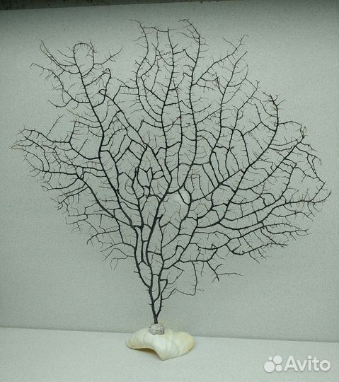 Ветка черного коралла 41,*40 морской сувенир
