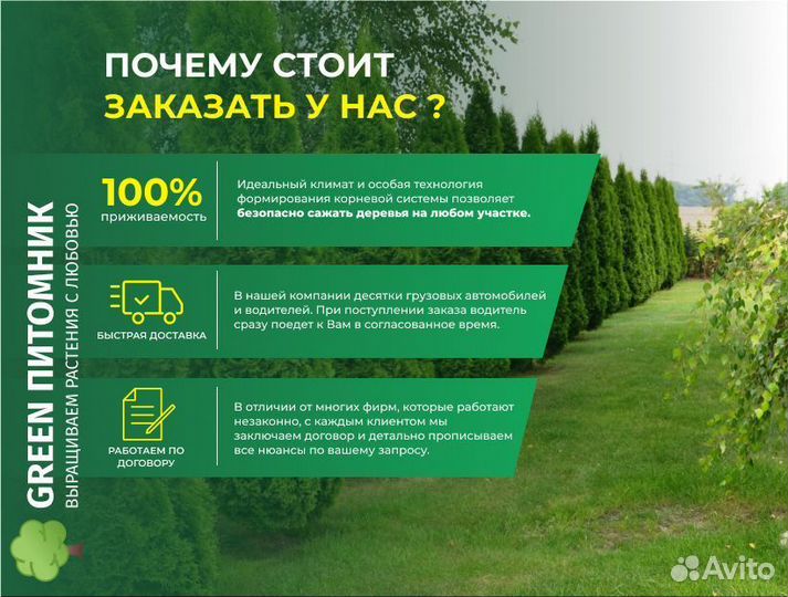 Деревья крупномеры