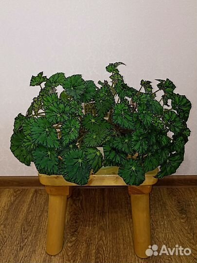 Бегония Бауэра Клеопатра Тигровая