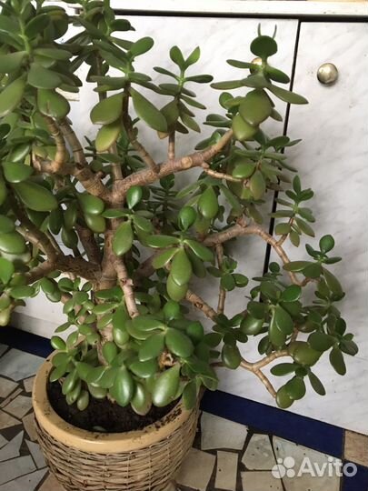 Крассула толстянка