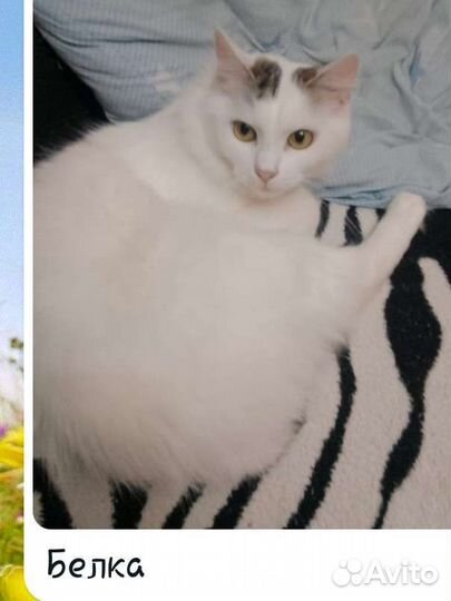 Котята отдам в добрые руки бесплатно