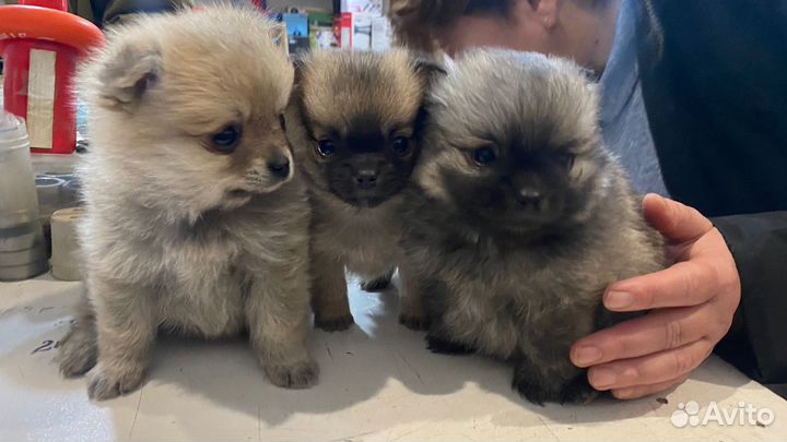 Щенки шпица