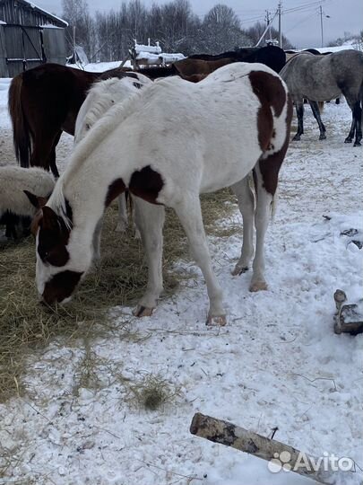 Жеребец 2,5 лет