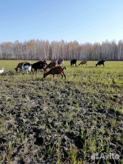 Молоко козье и коровье