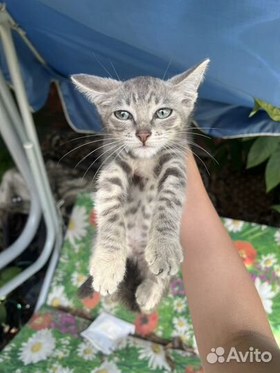 Кошка в дар