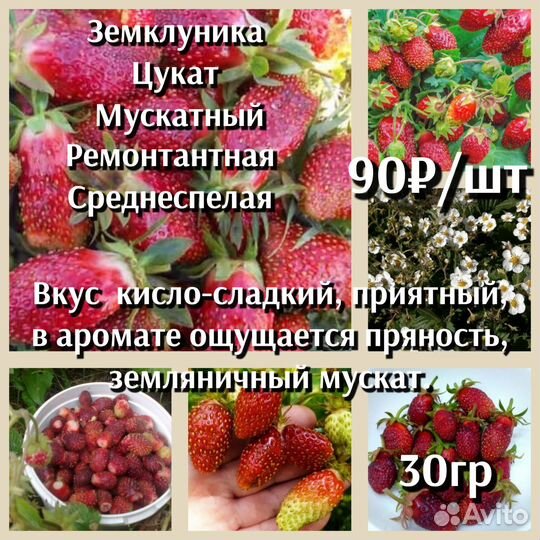 Земклуника Зкс