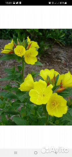 Энотера жёлтая