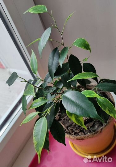 Фикус бенджамина пестролистный