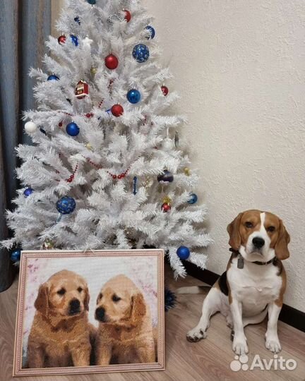 Бигль вязка